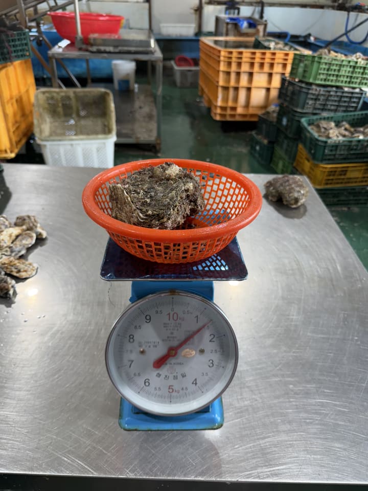 바위굴,삼배체굴 석화 7