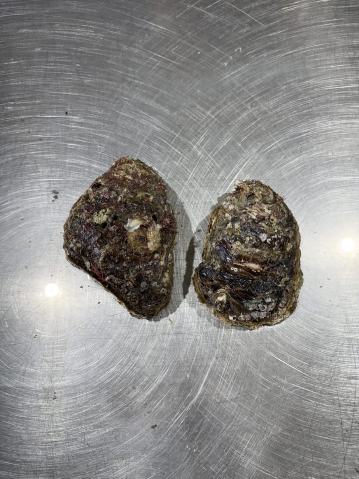 바위굴,삼배체굴 석화 9