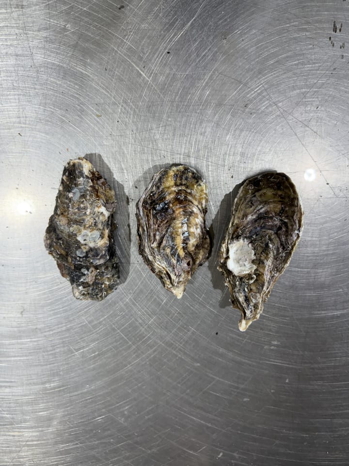 바위굴,삼배체굴 석화 10