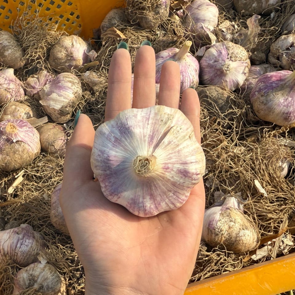 깐마늘 10