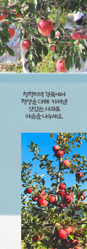 사과(홍로) 4
