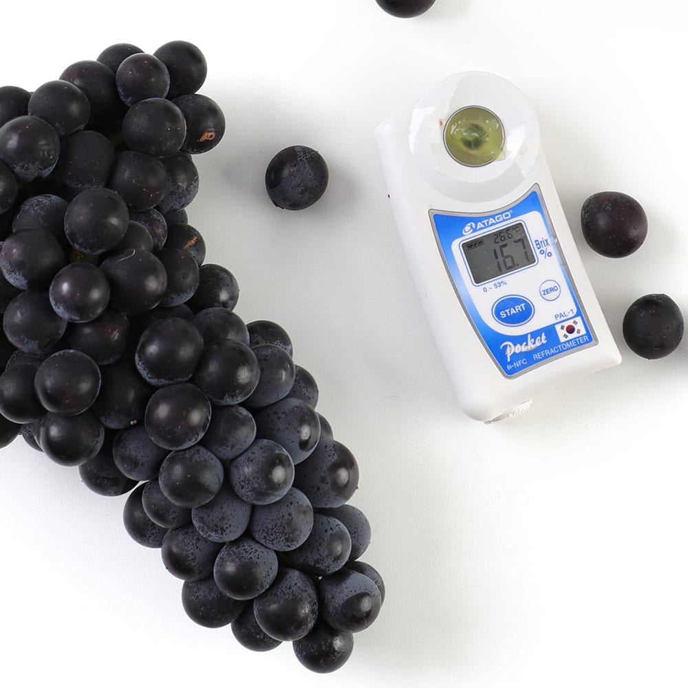 캠벨포도 3kg 3