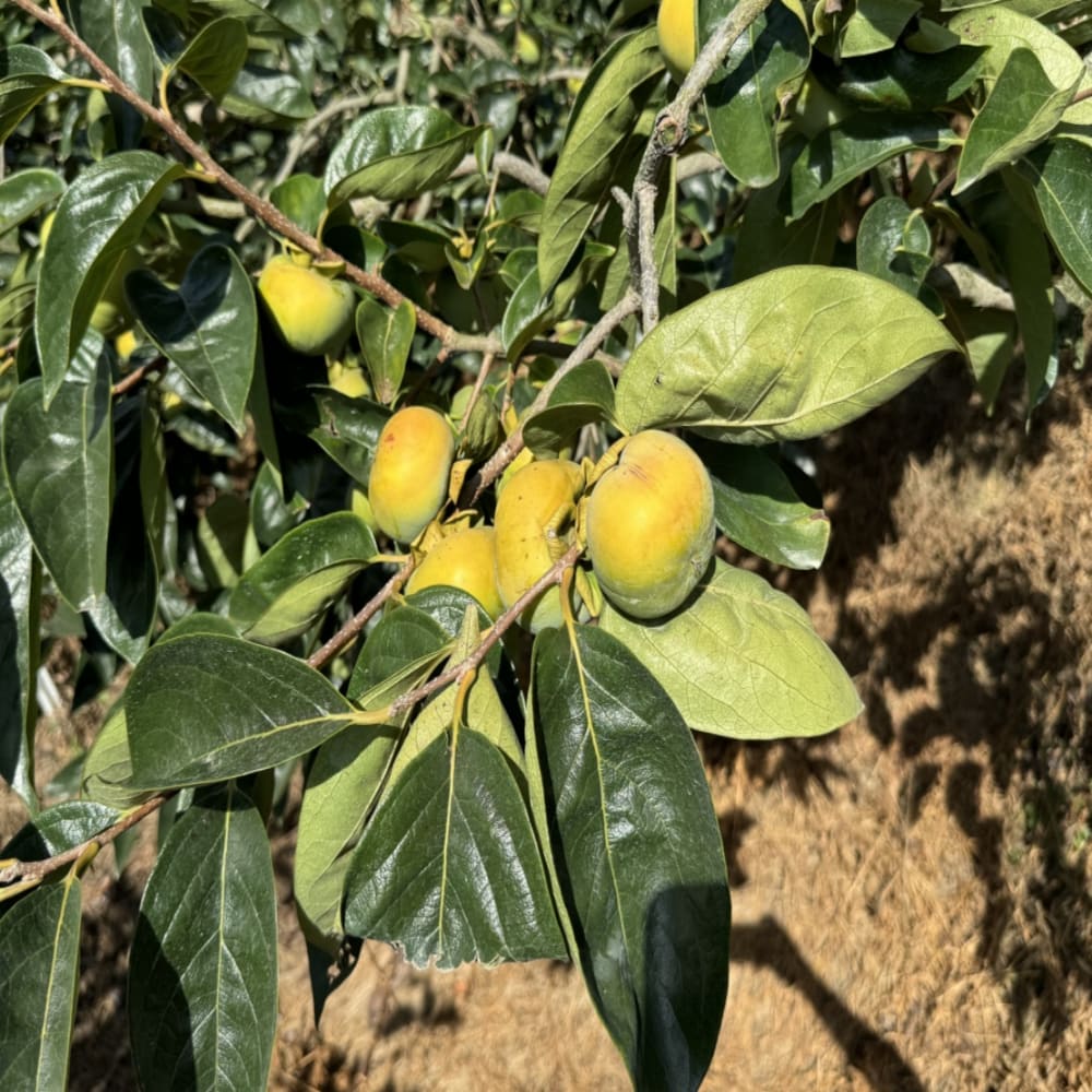 태추단감 8