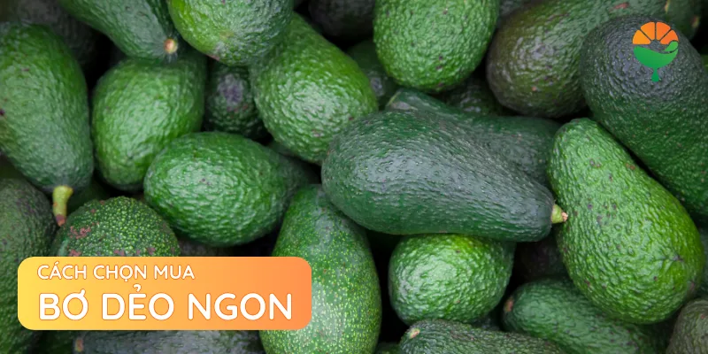 Cách chọn mua bơ dẻo ngon