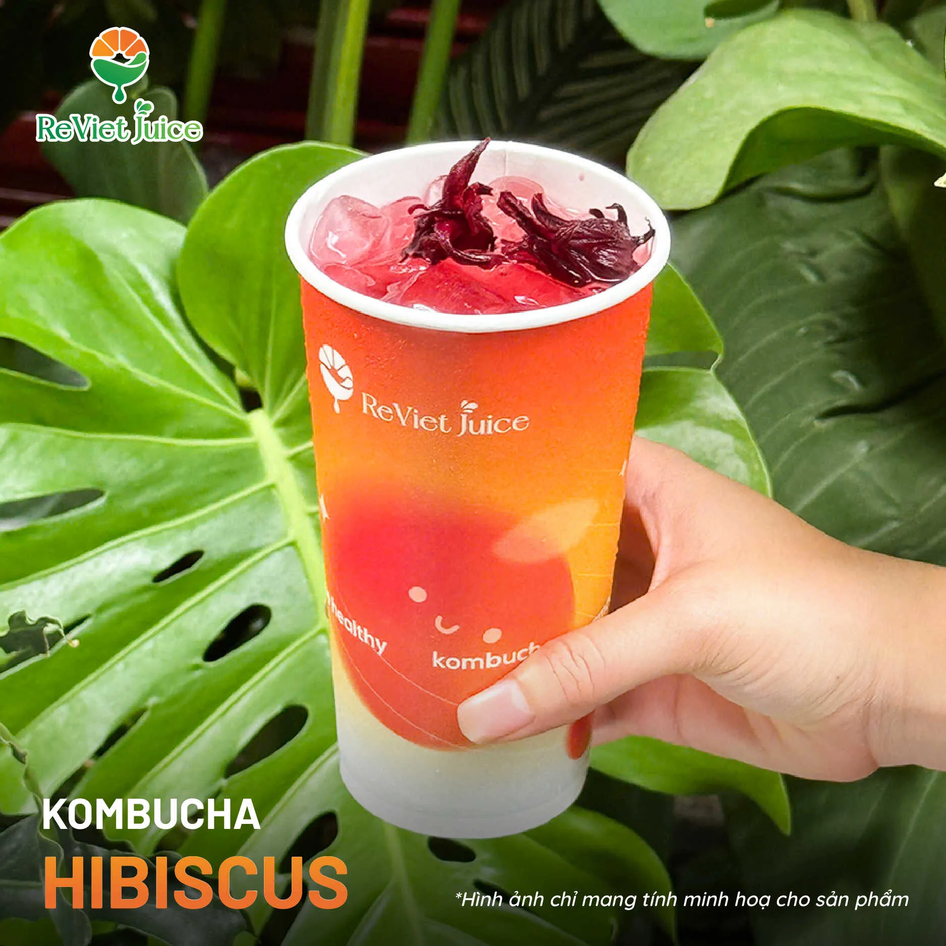 Công dụng của Kombucha?
