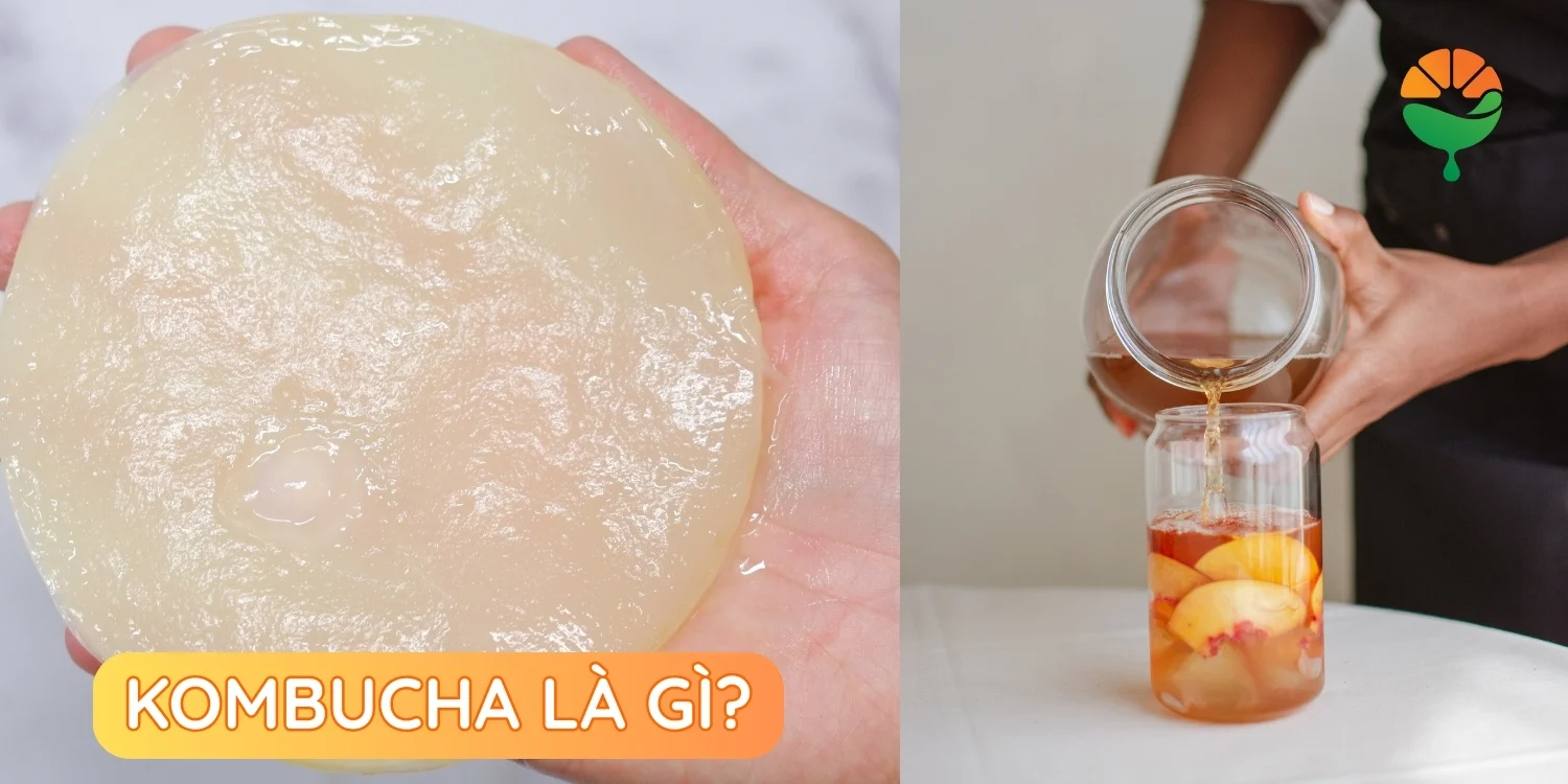 Kombucha là gì Kombucha là gì
