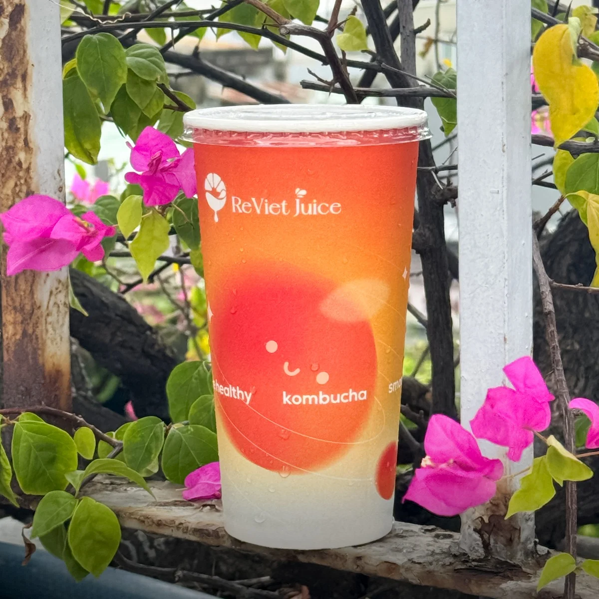 Trà Kombucha
