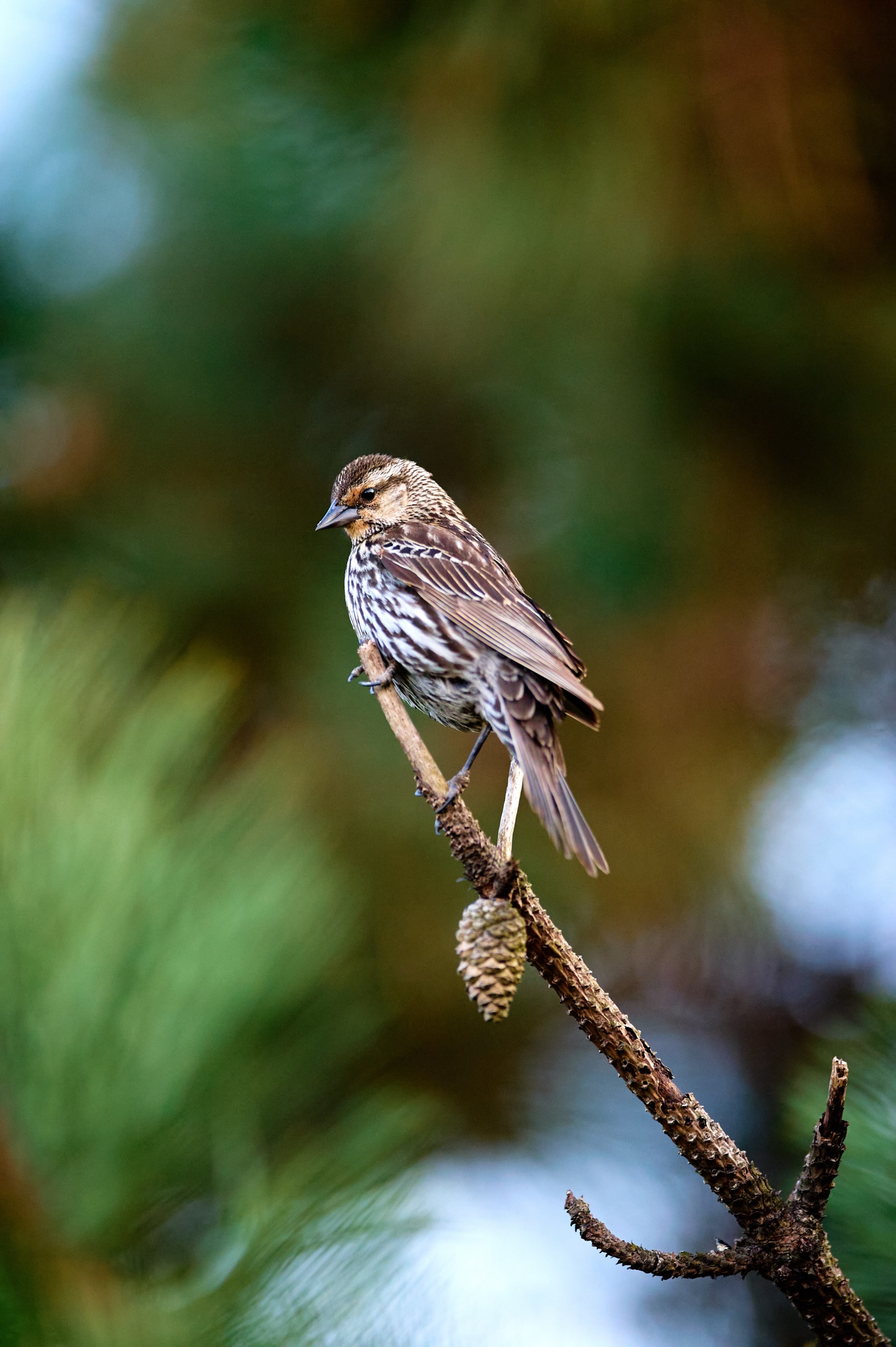 A bird perched on a branch is the main subject of the photo, with a blurred natural background. The bird's detailed feathers and the texture of the branch stand out.
