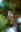 A bird perched on a branch is the main subject of the photo, with a blurred natural background. The bird's detailed feathers and the texture of the branch stand out. blurred out low res