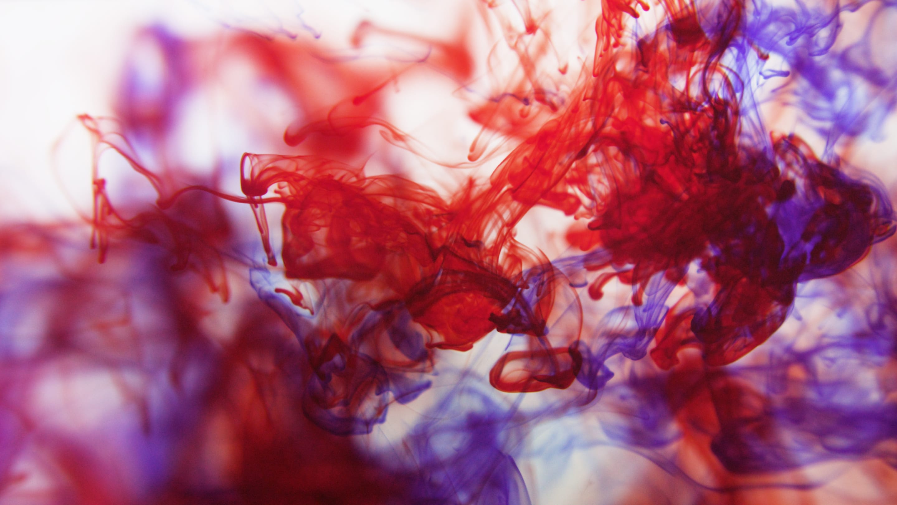 An abstract composition featuring vibrant red and purple ink swirling in water, creating a dynamic and ethereal effect. The image captures the fluid forms with a soft, blurred focus.