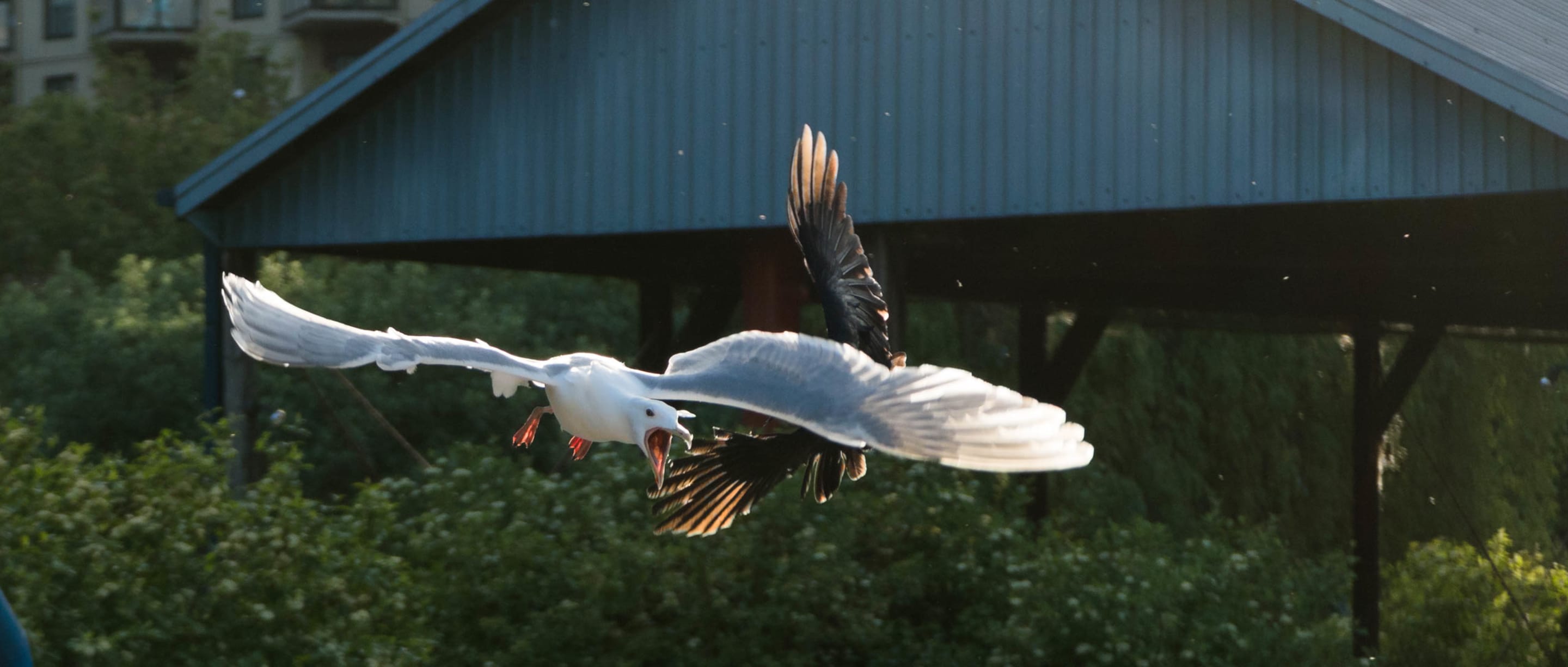 This image captures two birds in mid-flight, possibly engaged in a chase or territorial dispute. The focus is sharp on the lead bird's open beak, highlighting the action and dynamic composition.