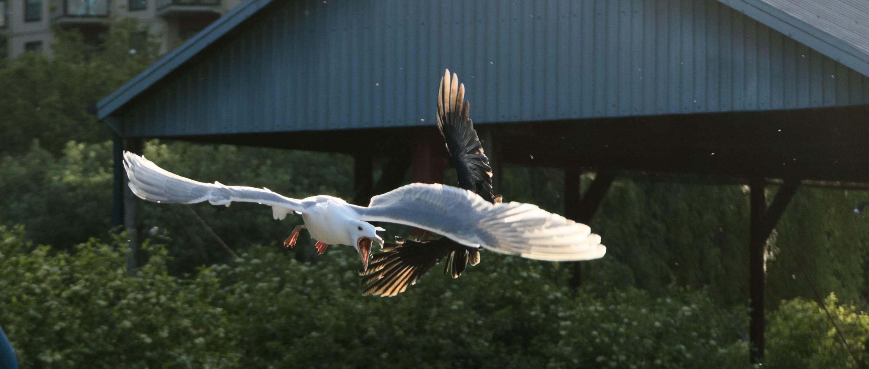 A striking photograph capturing two birds mid-flight. The image emphasizes the birds' dynamic pose and the contrast between light and shadow.