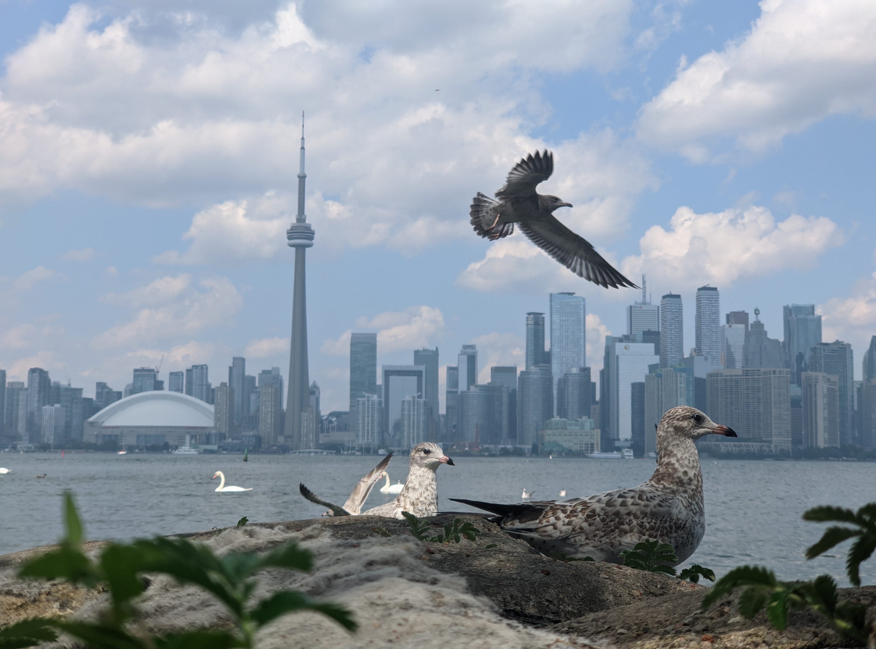 A scenic view of Toronto's skyline, including the CN Tower, with seagulls in the foreground against a backdrop of a cloudy sky and the lake Ontario.