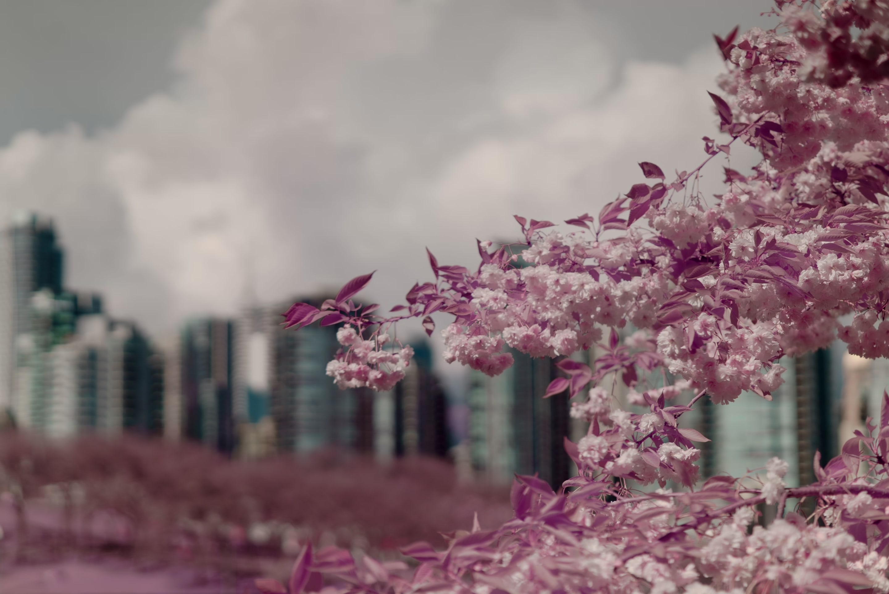 The image features blooming cherry blossoms in shades of pink, set against a backdrop of city buildings and a cloudy sky.