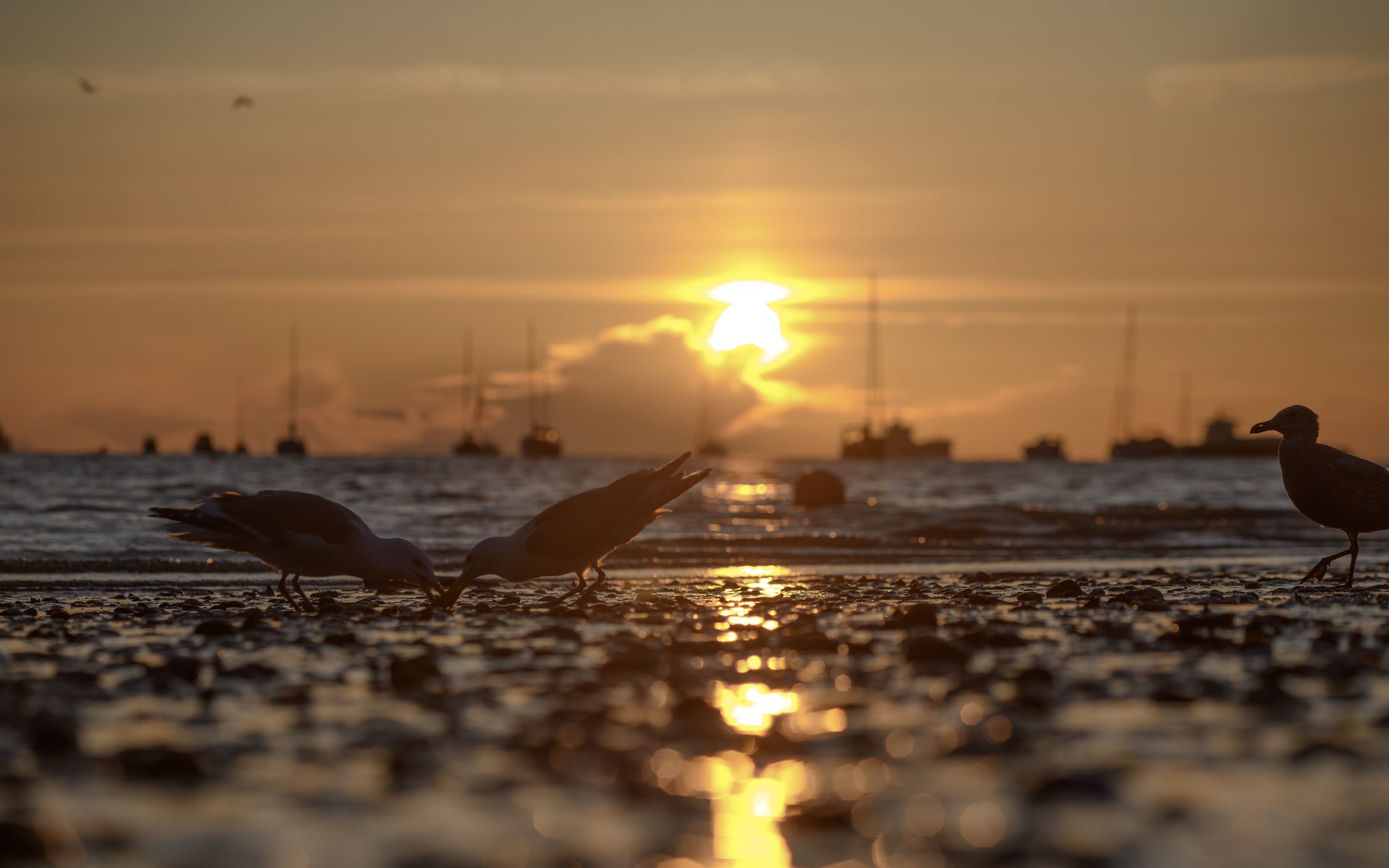 A serene scene of seagulls on a beach at sunset. The sun is setting over the water, casting a warm glow on the scene.