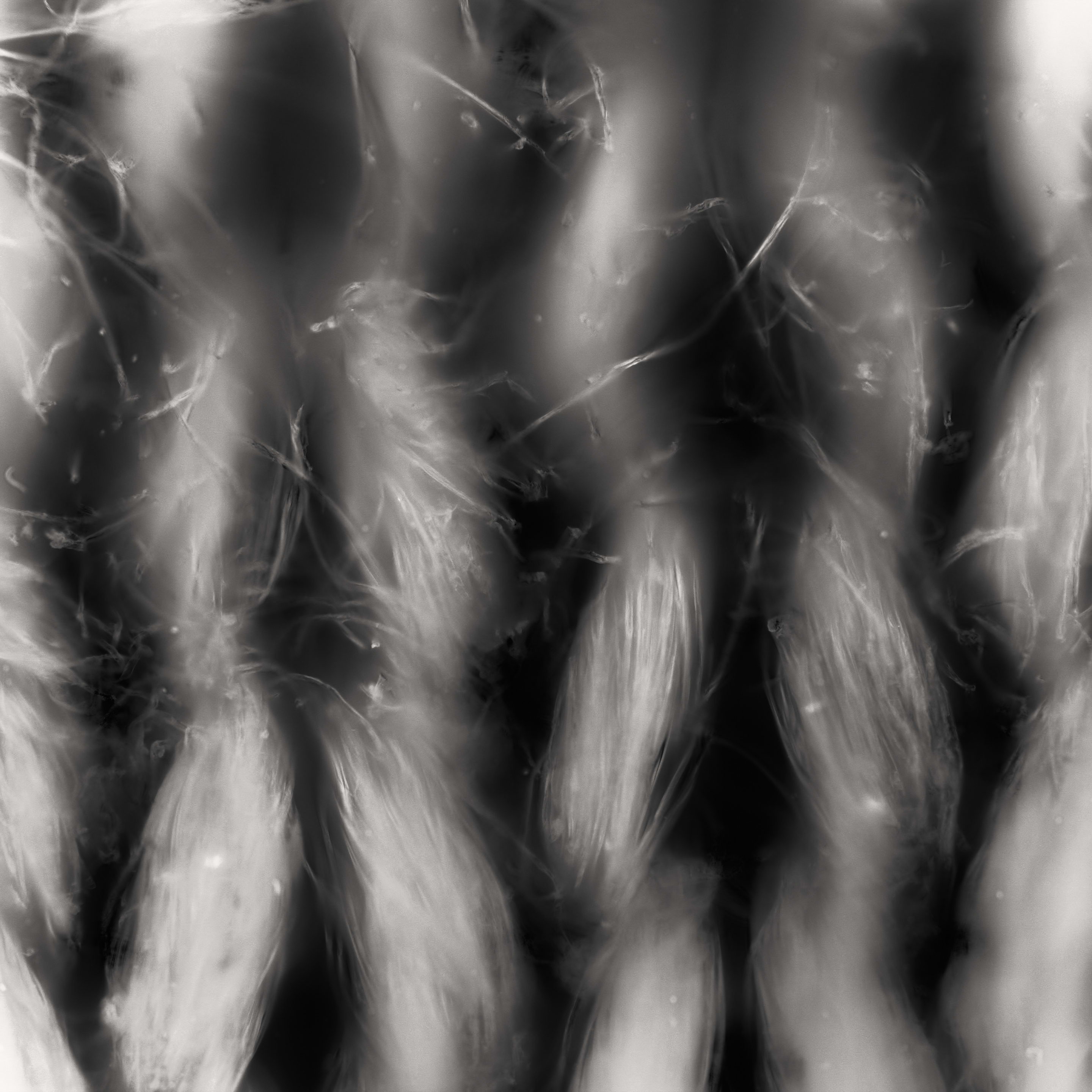 A microscope shot of a piece of cloth showing black and white threads