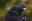 A close-up of a pigeon, capturing the intricate details of its feathers and eye. The bird is set against a blurred background. blurred out low res