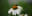 A macro shot of a bee on a white flower with a green background. The bee is in sharp focus, perched on the flower's orange center. blurred out low res