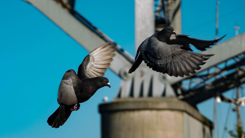 Two pigeons soar through the sky against a backdrop of a bridge structure and a clear blue sky. The image captures a moment of dynamic movement and freedom.