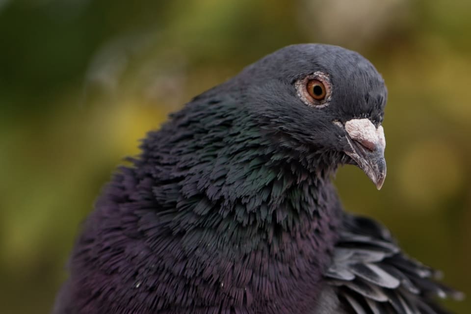 A close-up of a pigeon, capturing the intricate details of its feathers and eye. The bird is set against a blurred background.