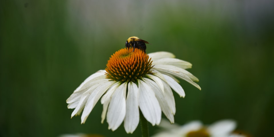 A macro shot of a bee on a white flower with a green background. The bee is in sharp focus, perched on the flower's orange center.
