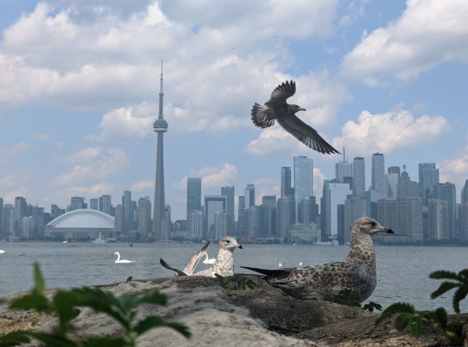 A scenic view of Toronto's skyline, including the CN Tower, with seagulls in the foreground against a backdrop of a cloudy sky and the lake Ontario.