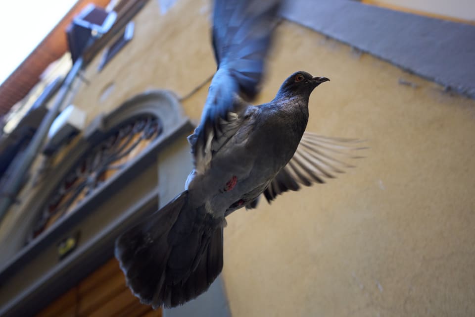 A pigeon in flight, captured against a textured building facade. The image captures the dynamic movement and the details of the bird's feathers.