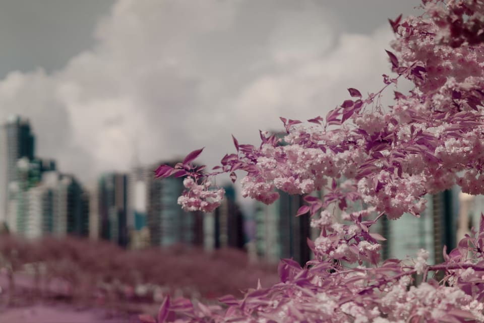 The image features blooming cherry blossoms in shades of pink, set against a backdrop of city buildings and a cloudy sky.