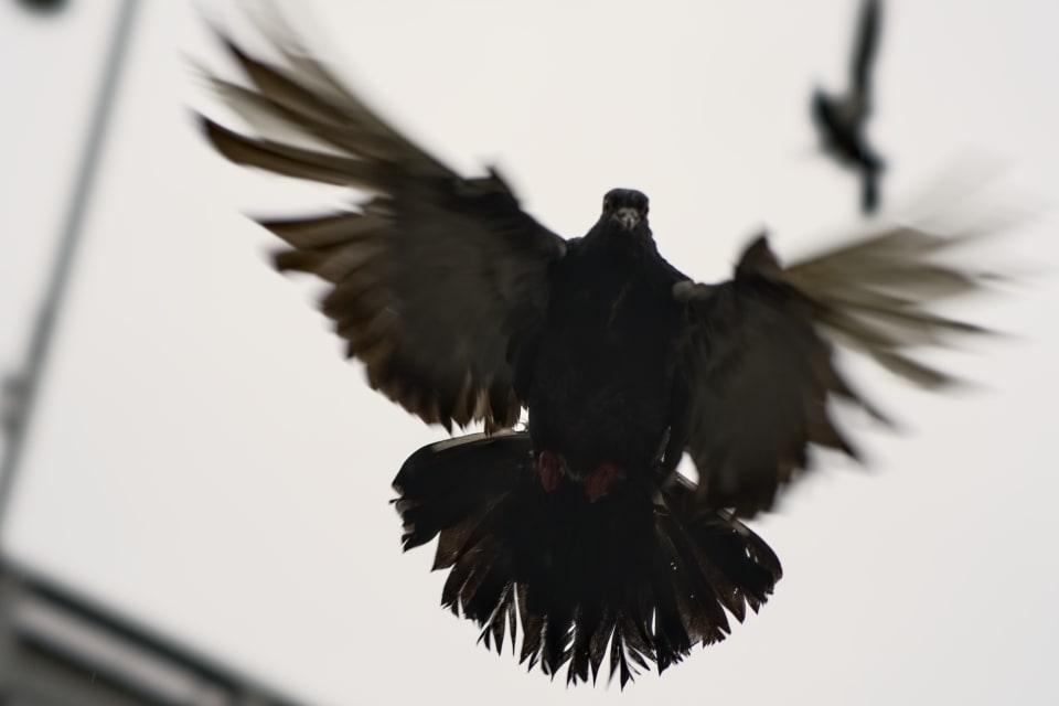 Image description unavailable