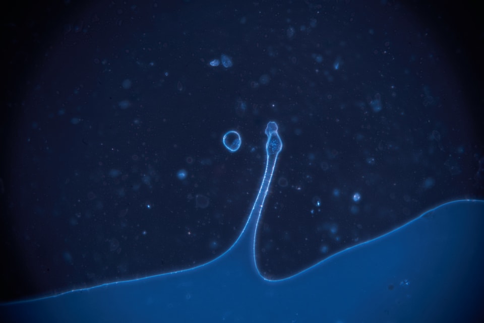 Image description unavailable