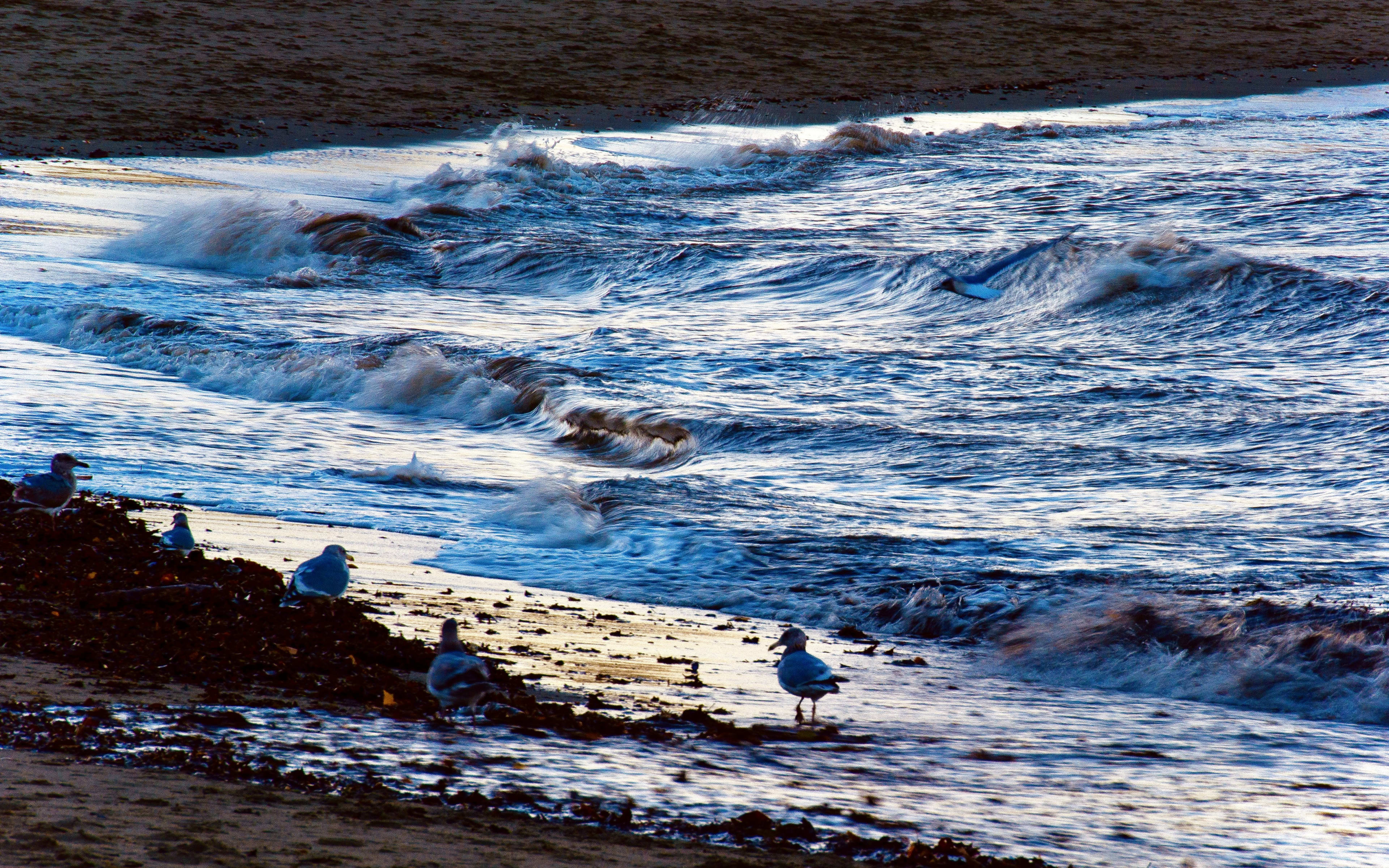 Crashing waves on a sandy beach, with several gulls standing near the shore.