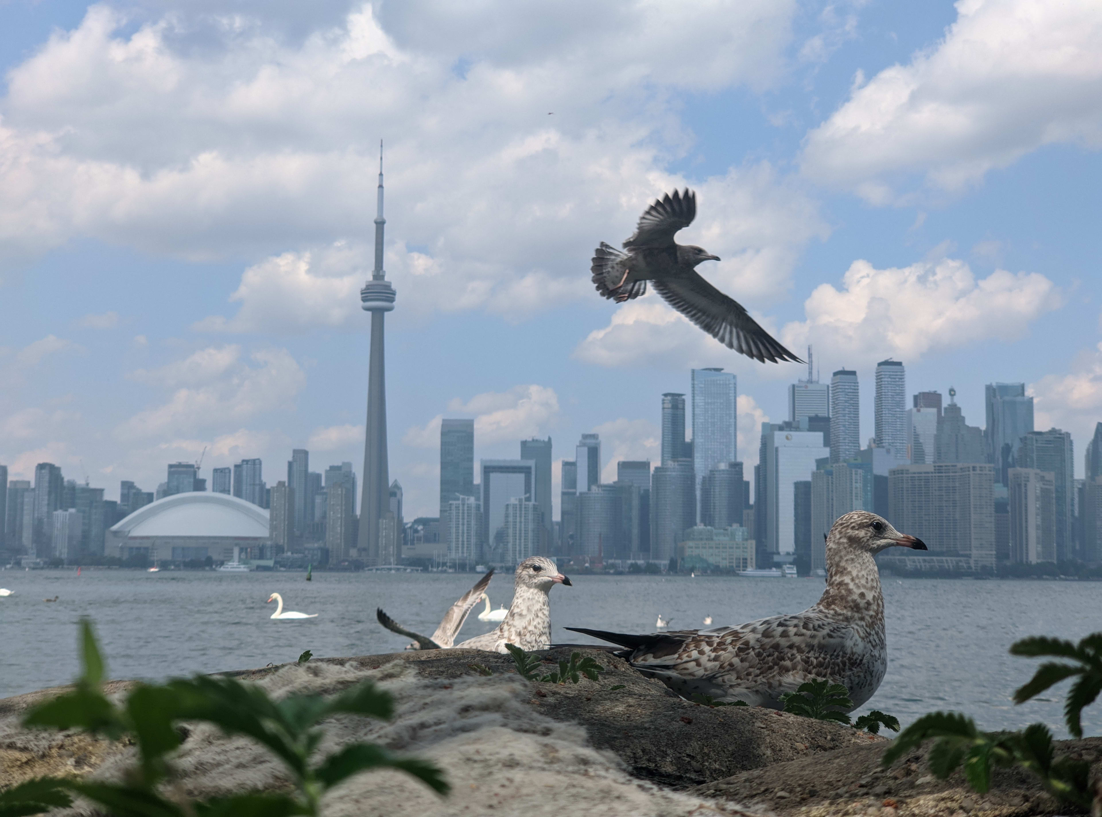 Toronto skyline and CN Tower seen across Lake Ontario, with gulls in the foreground.