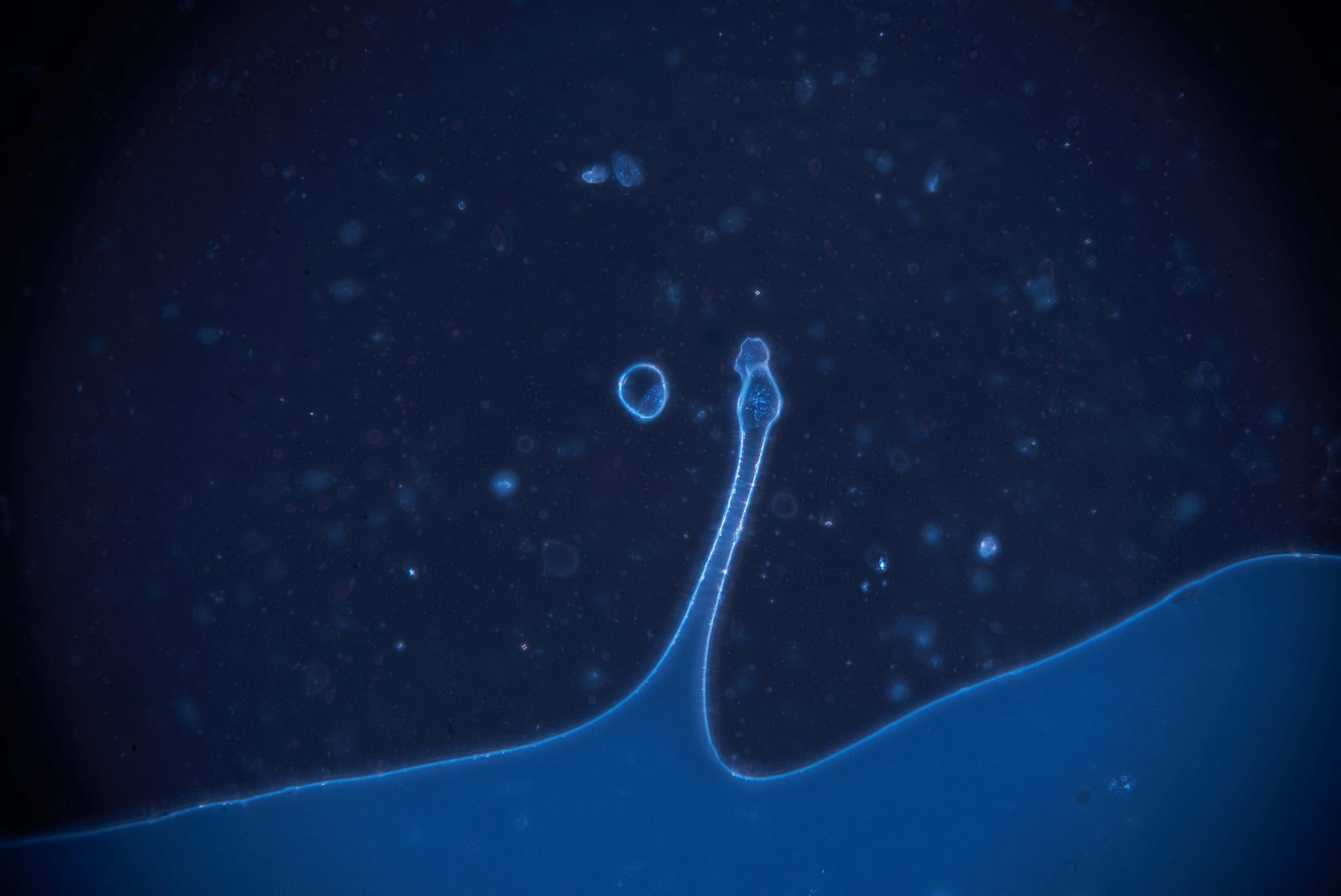 A dark blue microscope image with soft bands of light.