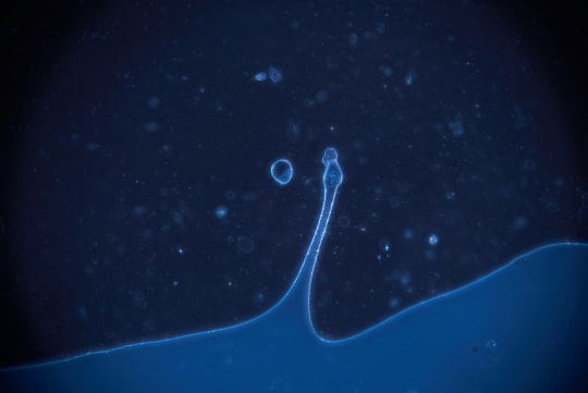 A dark blue microscope image with soft bands of light.