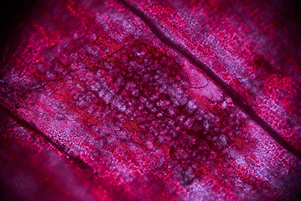 A microscope photo of a flower petal with purple light and branching texture.