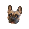 db_img
