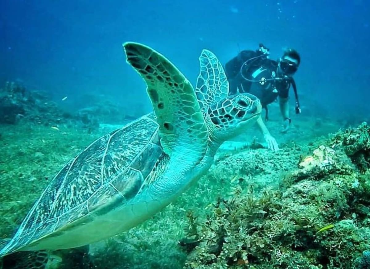 Corail Club caraibes plongées - baptême de plongée / snorkeling