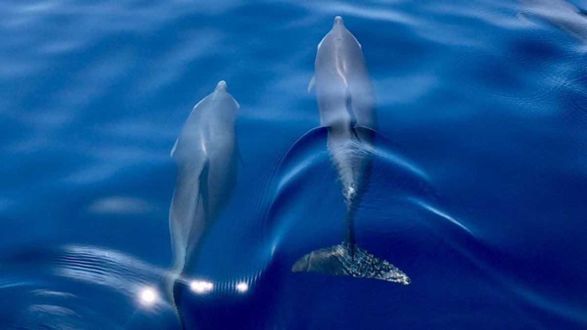Excursion Dauphins et Snorkeling avec collation
