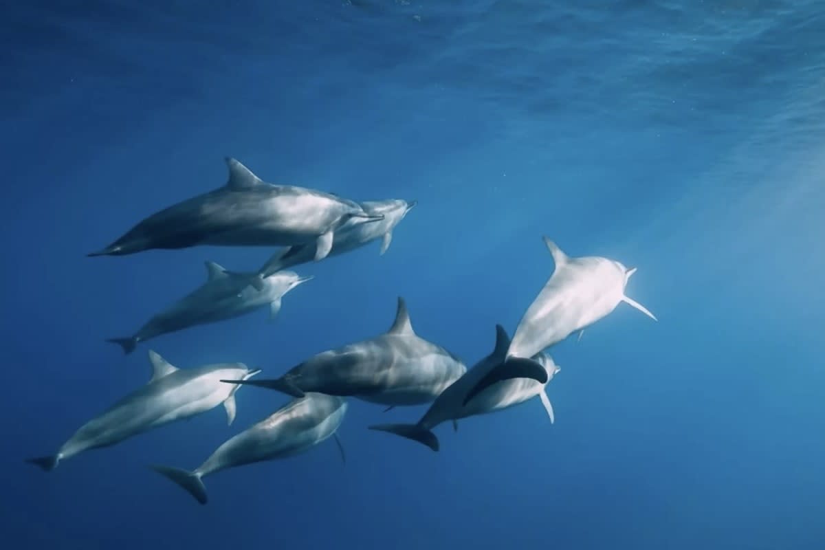 Excursions dauphins et tortues à la demi- journée