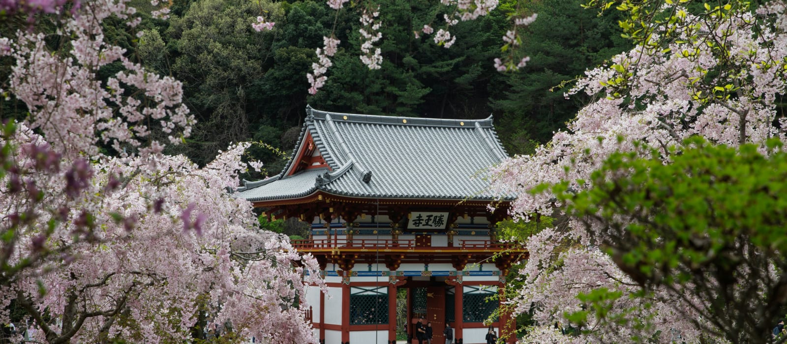 Best Time to Visit Japan (and When to Avoid)