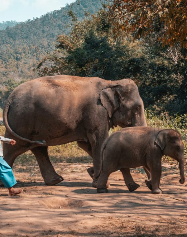 How to Choose an Ethical Elephant Sanctuary in Thailand