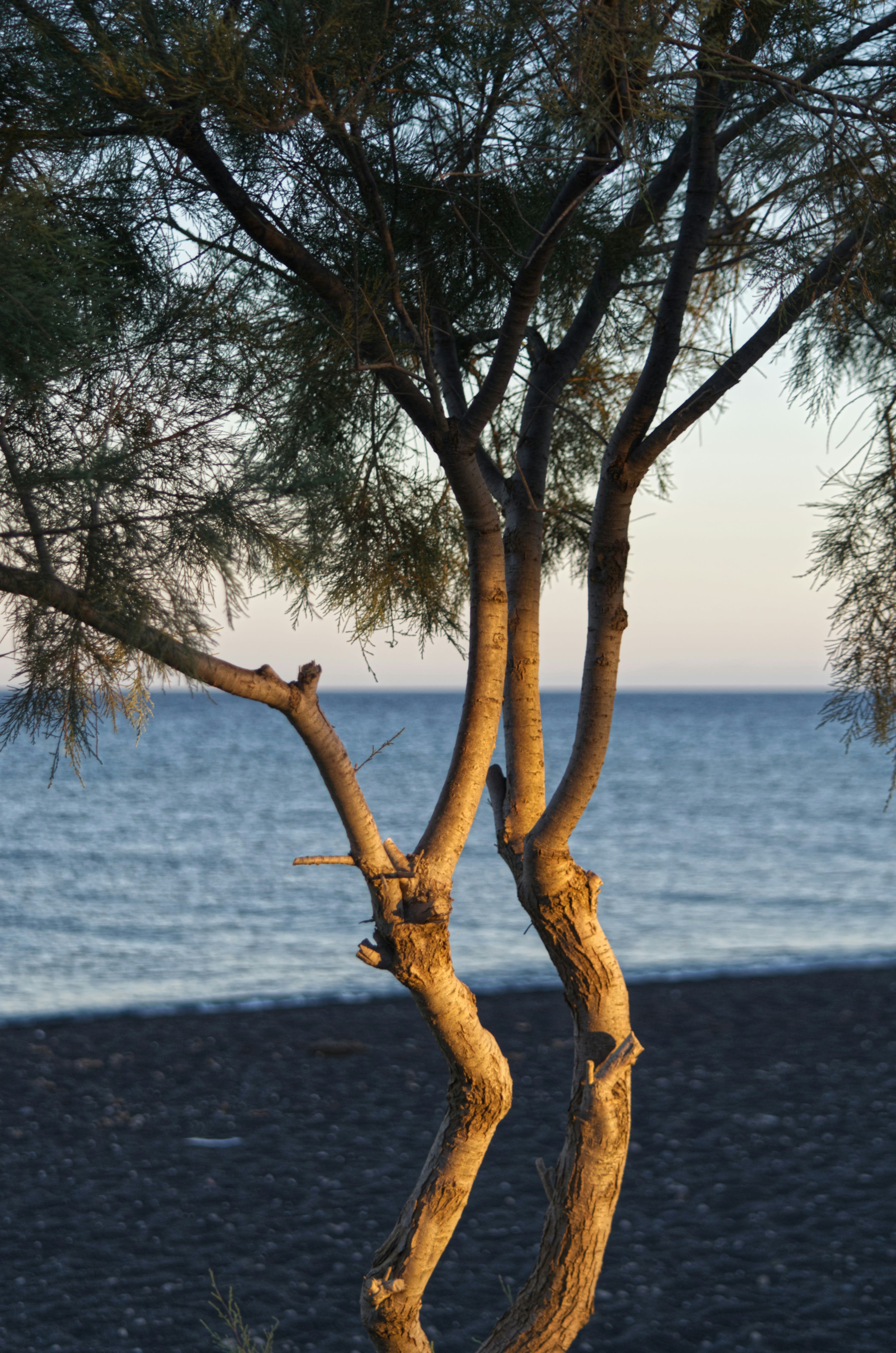 A black volcanic sand beach in Santorini with loungers and blue umbrellas
