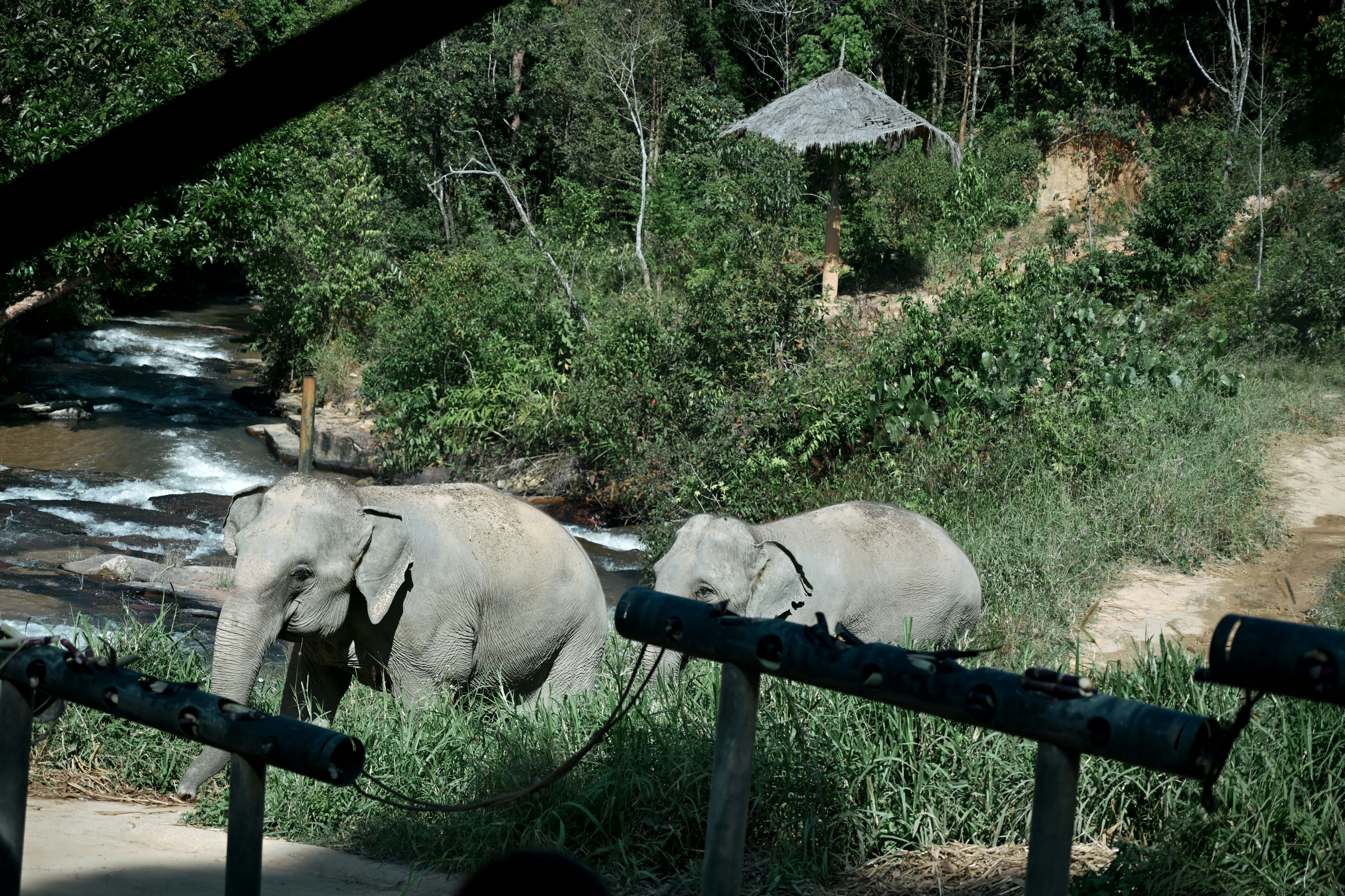 Elephants roaming freely in a green Thai sanctuary setting