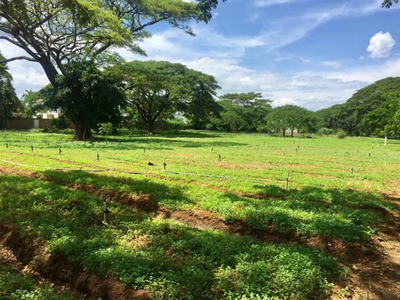 #588 - Lote en Villa Del Rosario en venta de 42411m² - 12