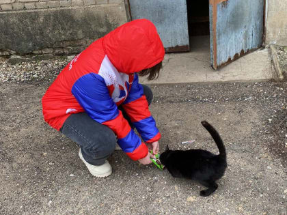 Волонтёры из Космодемьянского накормили бездомных кошек
