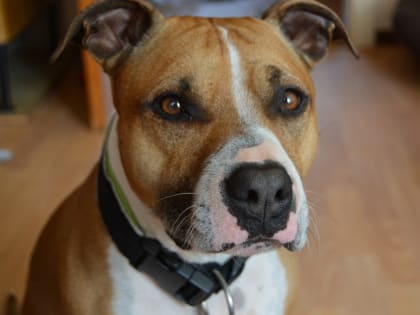 Проблемы экологии в крупных городах: вызовы и решения