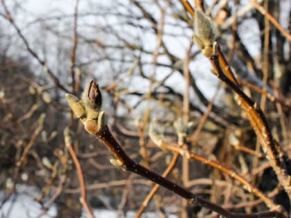 Синоптик: температура воздуха в&nbsp;Подмосковье 1 апреля может достигнуть +20 °С