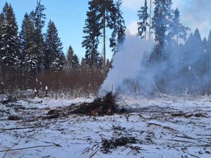 Почти три гектара нового леса появится вблизи деревни Кезьмино