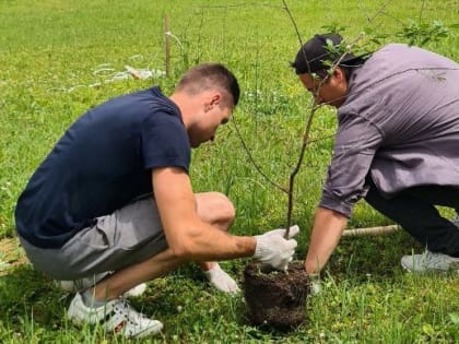 Посадку деревьев проведут представители Молодежной палаты Воскресенского