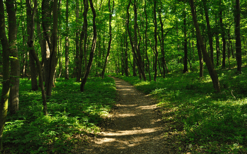 Nature Improves Mental Health and Wellbeing